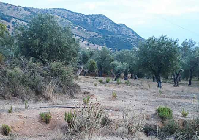 Truall ose Toke ne Himare - 35,000 Euro