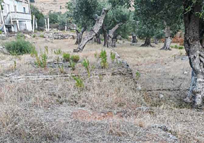 SHITET TOKE BUJQESORE NE HIMARE