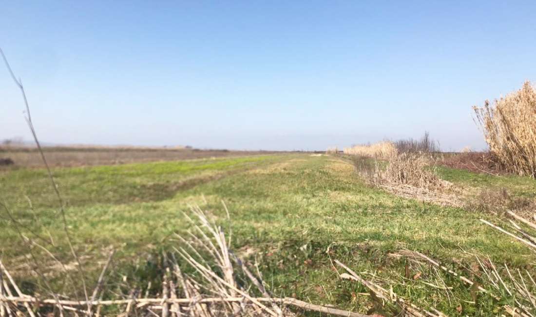 SHITET TOKE ARE NE “PLUGE”, LUSHNJE.