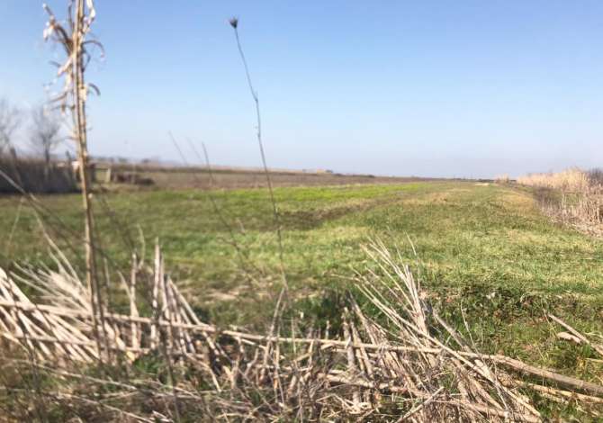 SHITET TOKE ARE NE “PLUGE”, LUSHNJE.