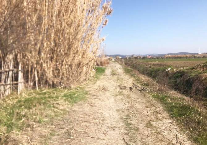 SHITET TOKE ARE NE “PLUGE”, LUSHNJE.