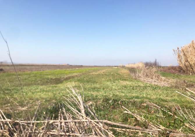 SHITET TOKË ARË NË “PLUGE”, LUSHNJË.