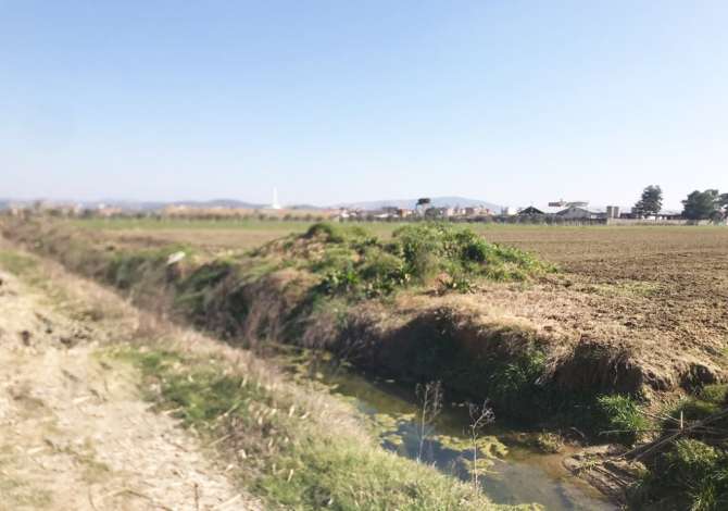 SHITET TOKE ARE NE “PLUGE”, LUSHNJE.