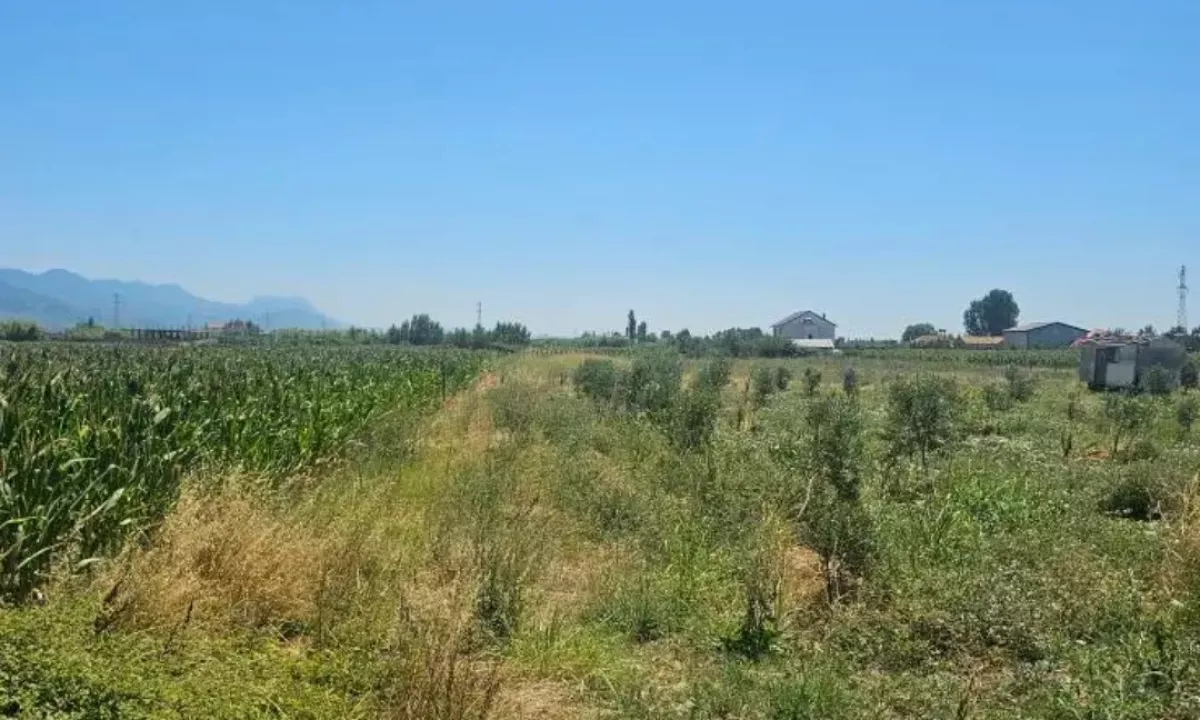 Okazion shitet prona 2171m2 Adresa Rrile Lezhe