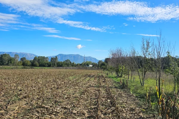 Shitet prona 1550m2 Me certefikate pronesie Adresa Berxulle