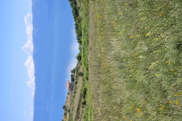 Shitet prona 2000m2 Adresa Pogradec