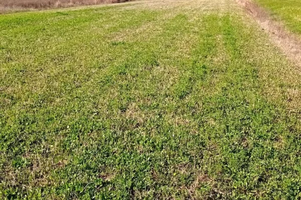 Okazion shitet prona  12 500m2 Adresa Shengjin