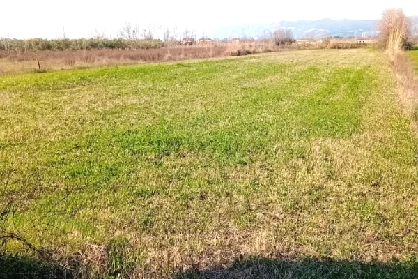 Okazion shitet prona  12 500m2 Adresa Shengjin