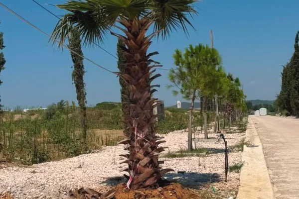 Shtepi ne shitje 2+1 ne Durres - 265,000 Euro
