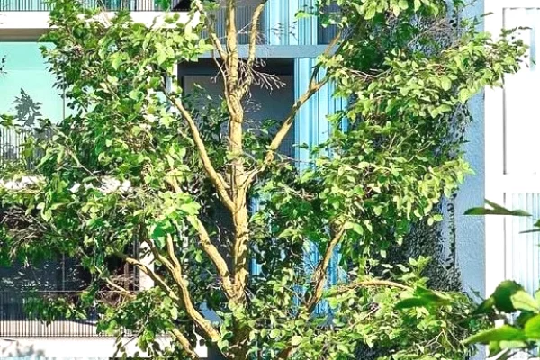 Casa in vendita 2+1 a Tirana - 184,560 Euro