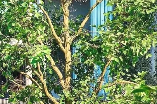 Shtepi ne shitje 1+1 ne Tirane - 78,480 Euro