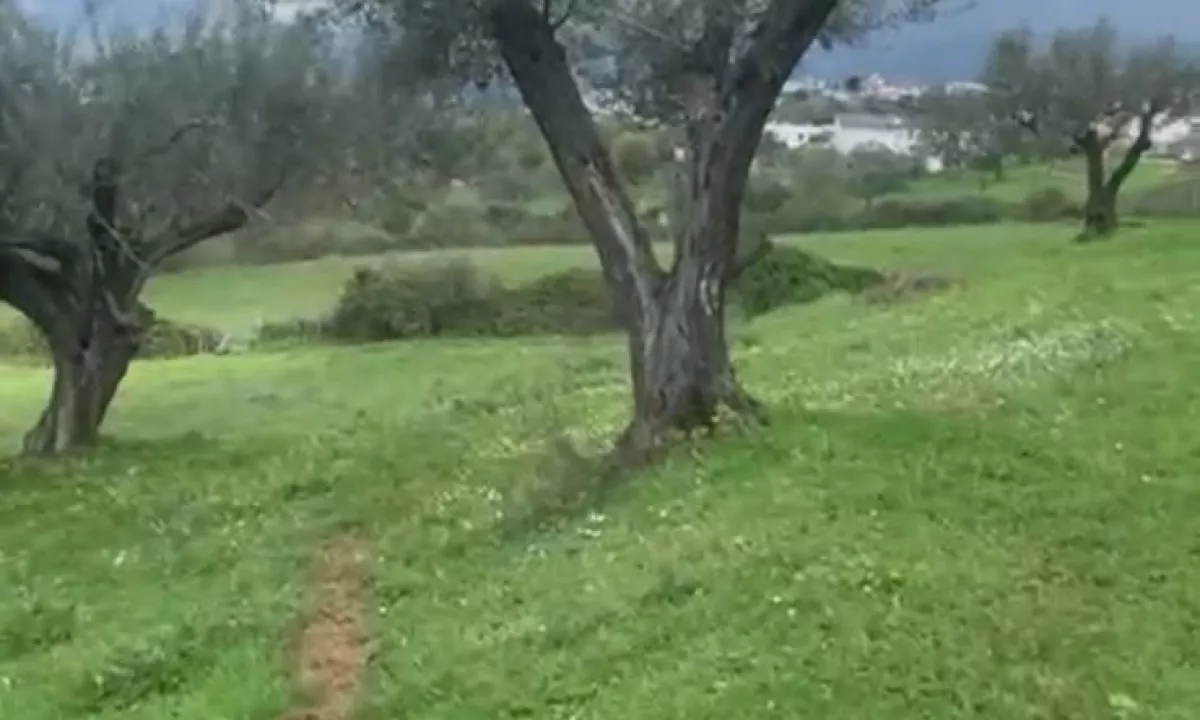 Shitet Truall Ndertimi ne Farke.