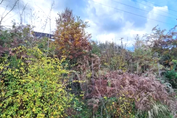 🌍 SHITET: Toke Are 604 m2 Brenda ne Fshat me Pamje nga Pylli & Lumi📍Ne Fshatin IBE 39.200Euro 🏕