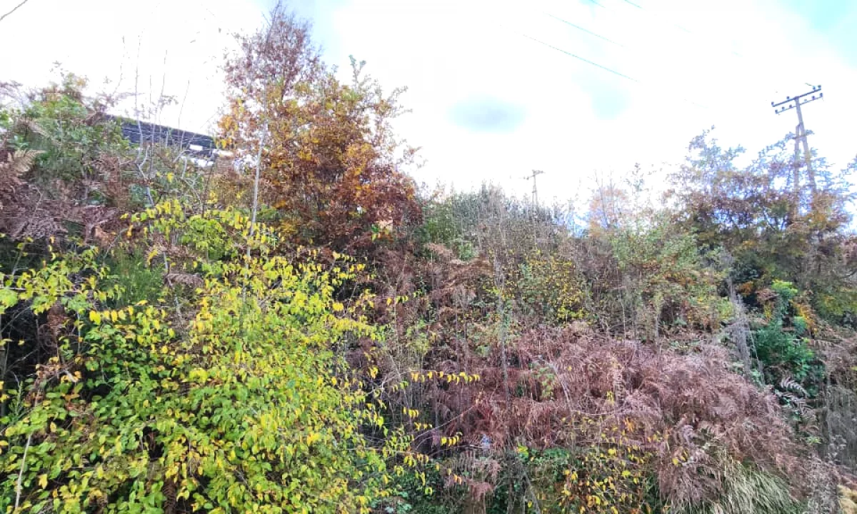 🌍 SHITET: Toke Are 604 m2 Brenda ne Fshat me Pamje nga Pylli & Lumi📍Ne Fshatin IBE  39.200Euro 🏕