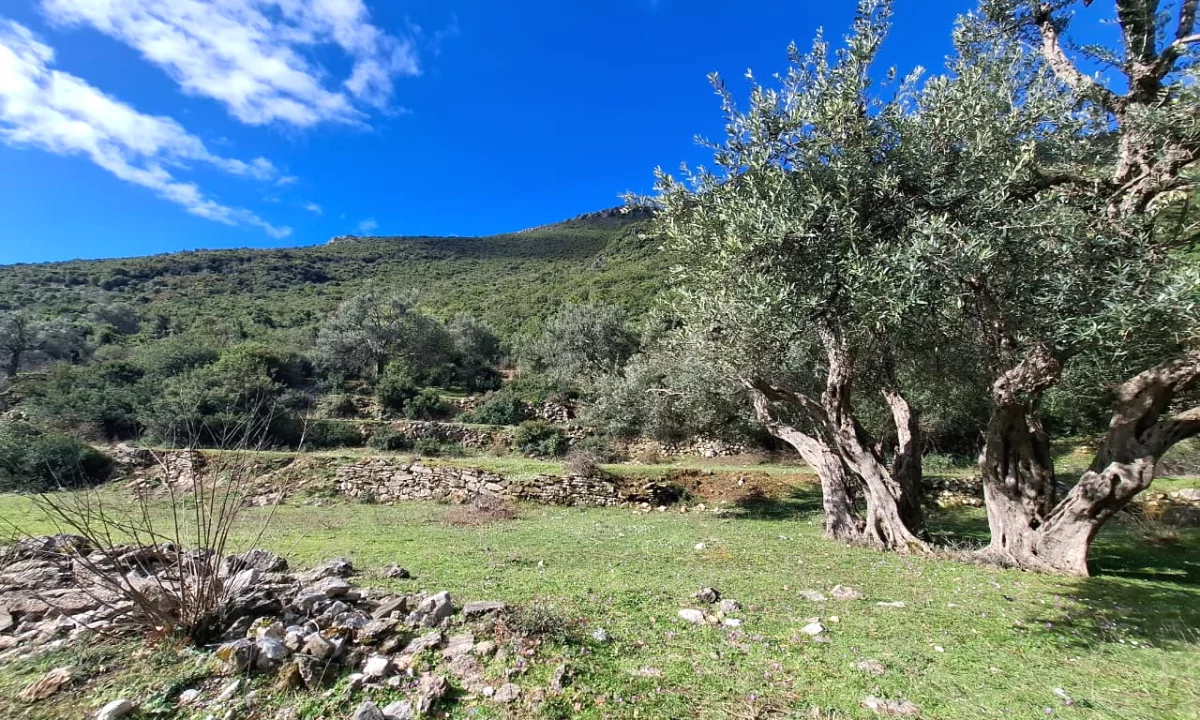 SUPER Toke ne Shitje 600 m2 📍Ne Borsh - Te karburanti (Rruga e Lumit) 🔥 (80.000 EURO) ( super cmim)🔥100 m nga rruga Kryesore sa hyne te karburanti