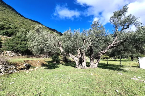SUPER Toke ne Shitje 600 m2 📍Ne Borsh - Te karburanti (Rruga e Lumit) 🔥 (80.000 EURO) ( super cmim)🔥100 m nga rruga Kryesore sa hyne te karburanti