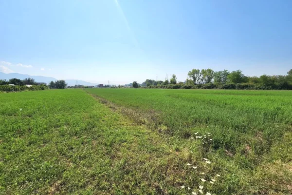 🟤 Shitet Toke 3500m2 Pas Megatek 🏬 ( Autostrada - Tirane - Durres 📍) (( 160,000Euro)) - Vendodhje St