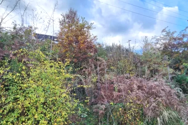 🌍 SHITET: Toke Are 604 m2 Brenda ne Fshat me Pamje nga Pylli & Lumi📍Ne Fshatin IBE 39.200Euro 🏕