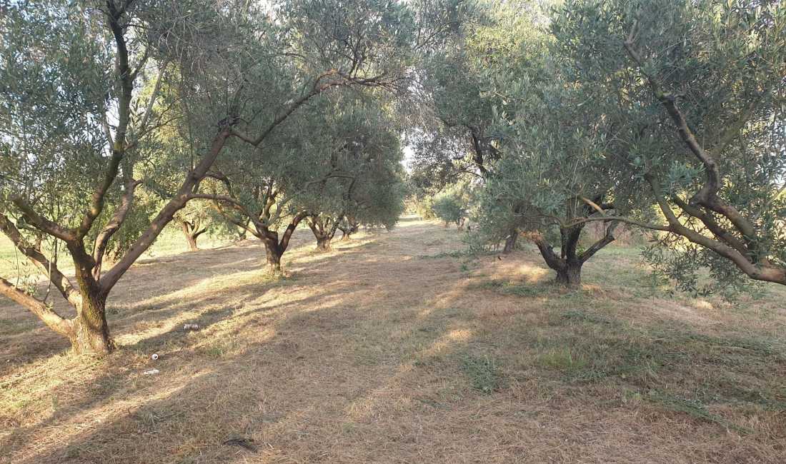 SHITET TOKE-TRUALL ( ULLISHTE )