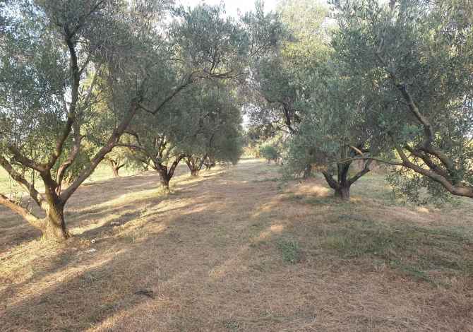 SHITET TOKE-TRUALL ( ULLISHTE )