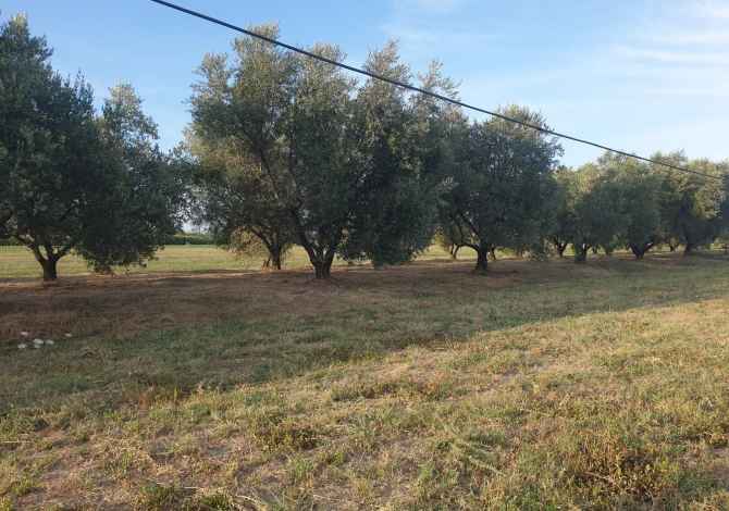 SHITET TOKE-TRUALL ( ULLISHTE )