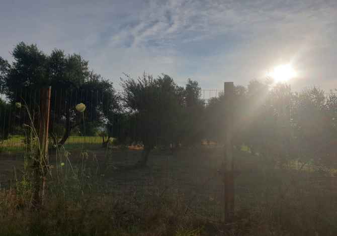 SHITET TOKE-TRUALL ( ULLISHTE )