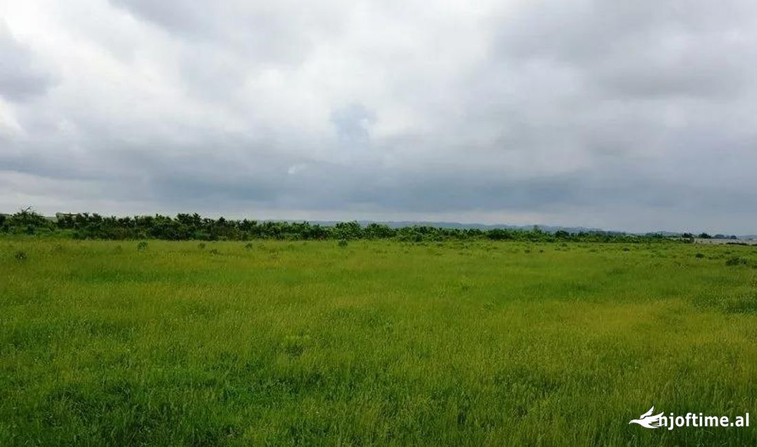       Shitet Toke Are Ne Petrele (ID BT46) Tirane