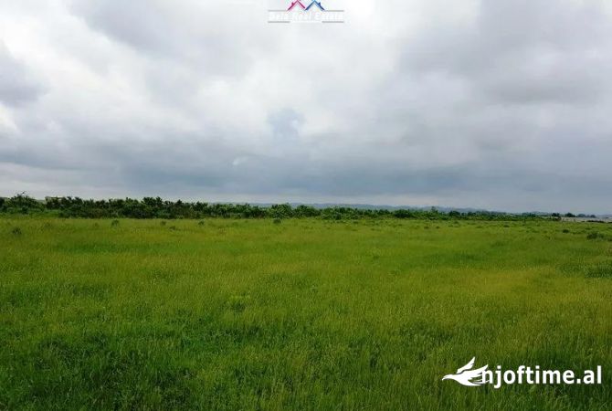       Shitet Toke Are Ne Petrele (ID BT46) Tirane