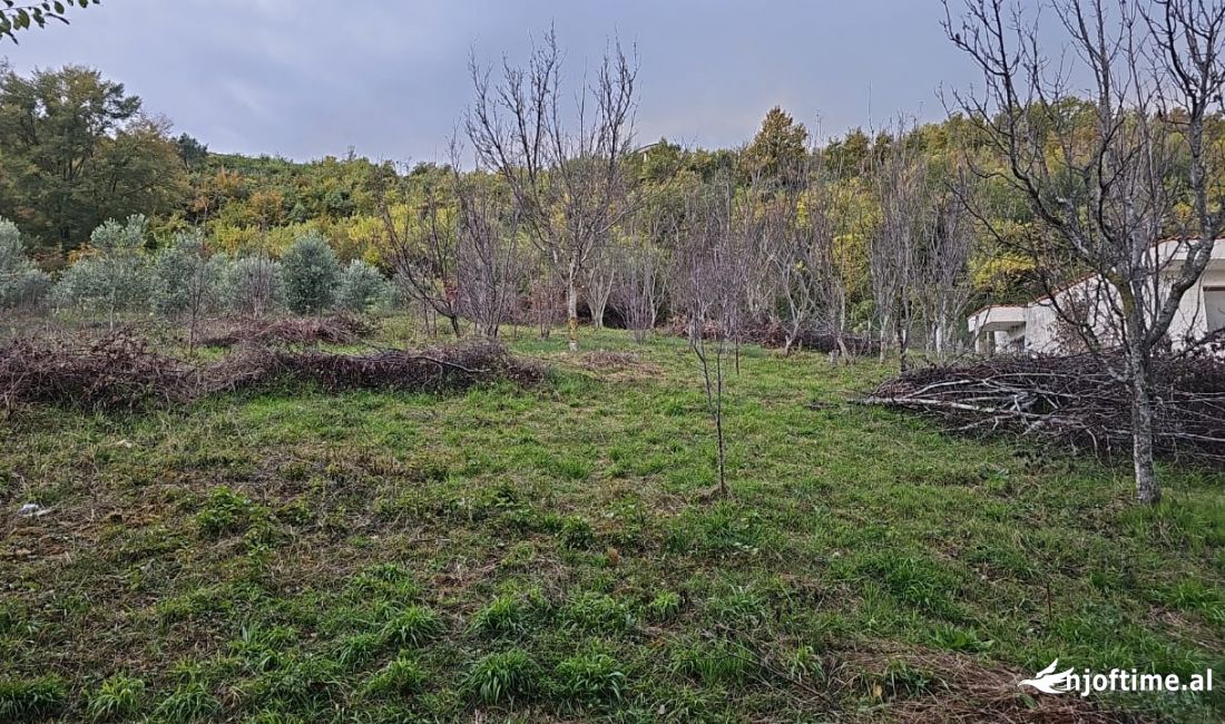 Shitet toke, ne  Koder Kashar