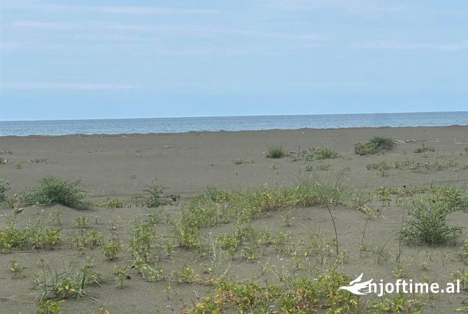 Shiten dy troje 650m larg detit ne Tale, Lezhe