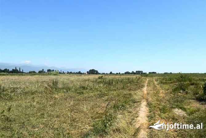 Shiten dy troje 650m larg detit ne Tale, Lezhe