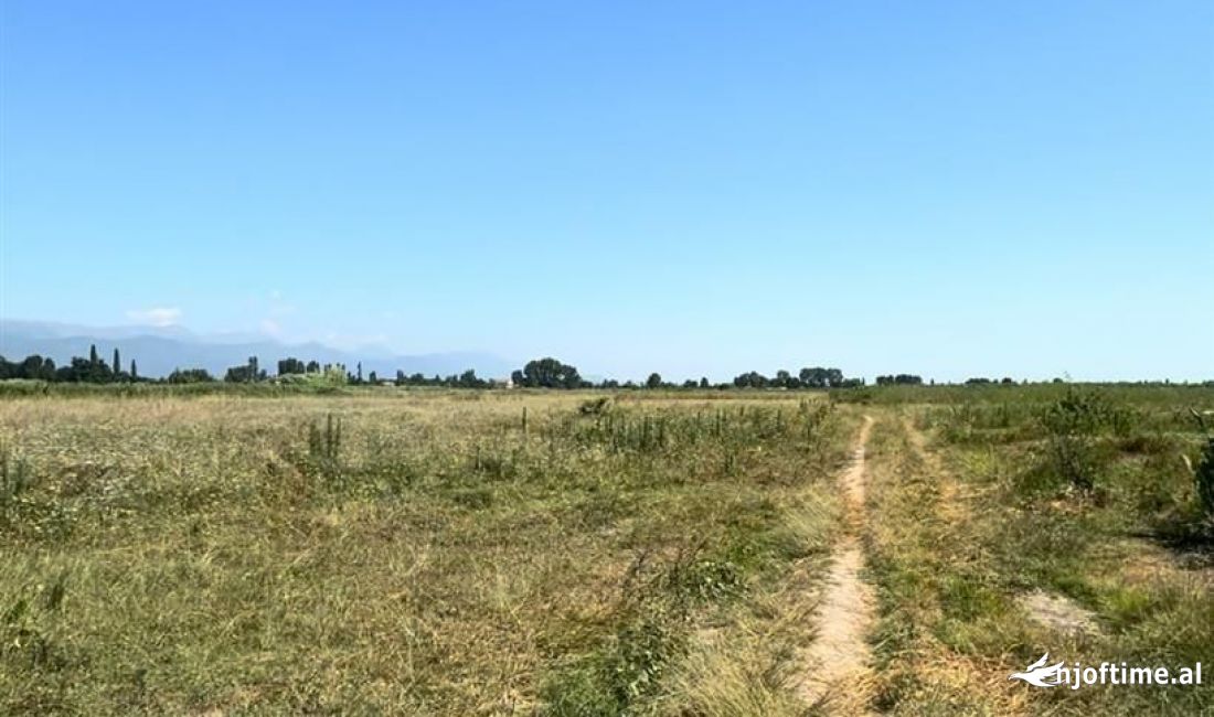 Shiten dy troje 650m larg detit ne Tale, Lezhe