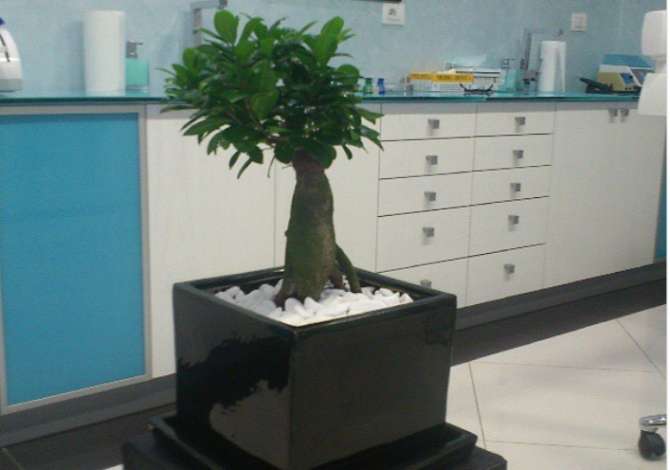 Sherbime Shendetesore dhe Estetike ne Tirane - 0 Euro