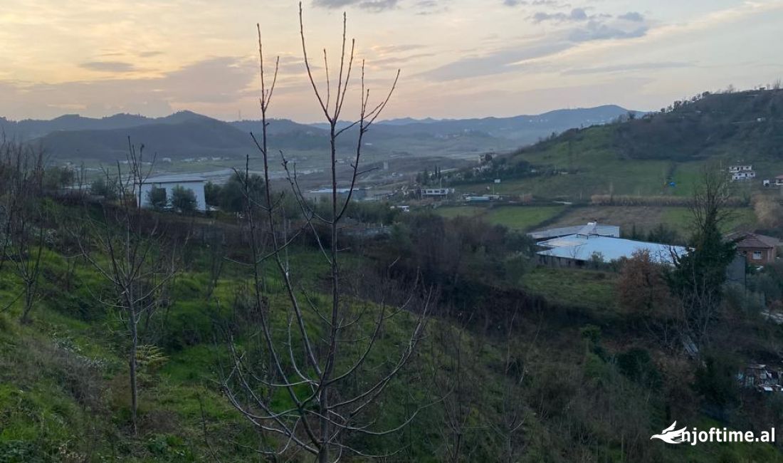 OKAZION 10 DYLYM TOKE YZBERISHT