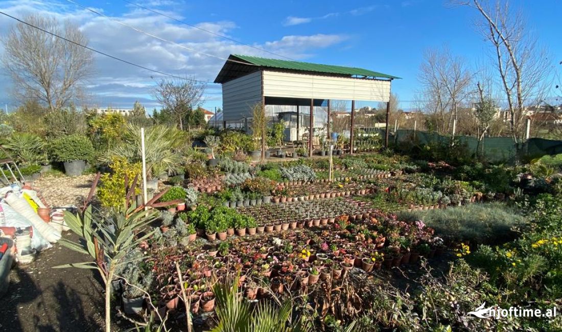 OKAZION Shitet aktivitet prodhim ,shitje lulesh dhe fidanishte