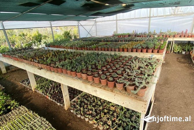 OKAZION Shitet aktivitet prodhim ,shitje lulesh dhe fidanishte