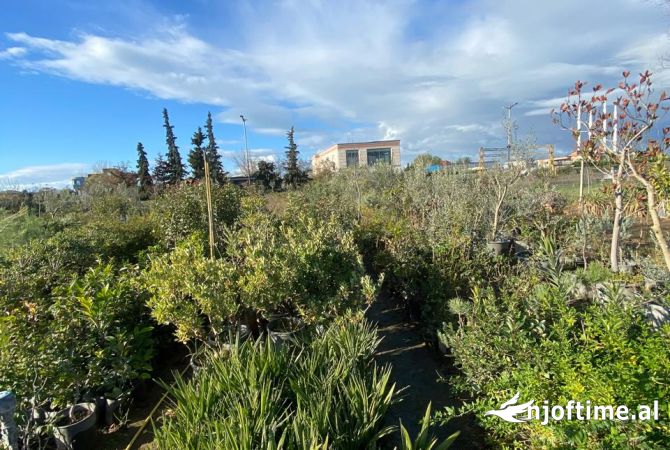 OKAZION Shitet aktivitet prodhim ,shitje lulesh dhe fidanishte