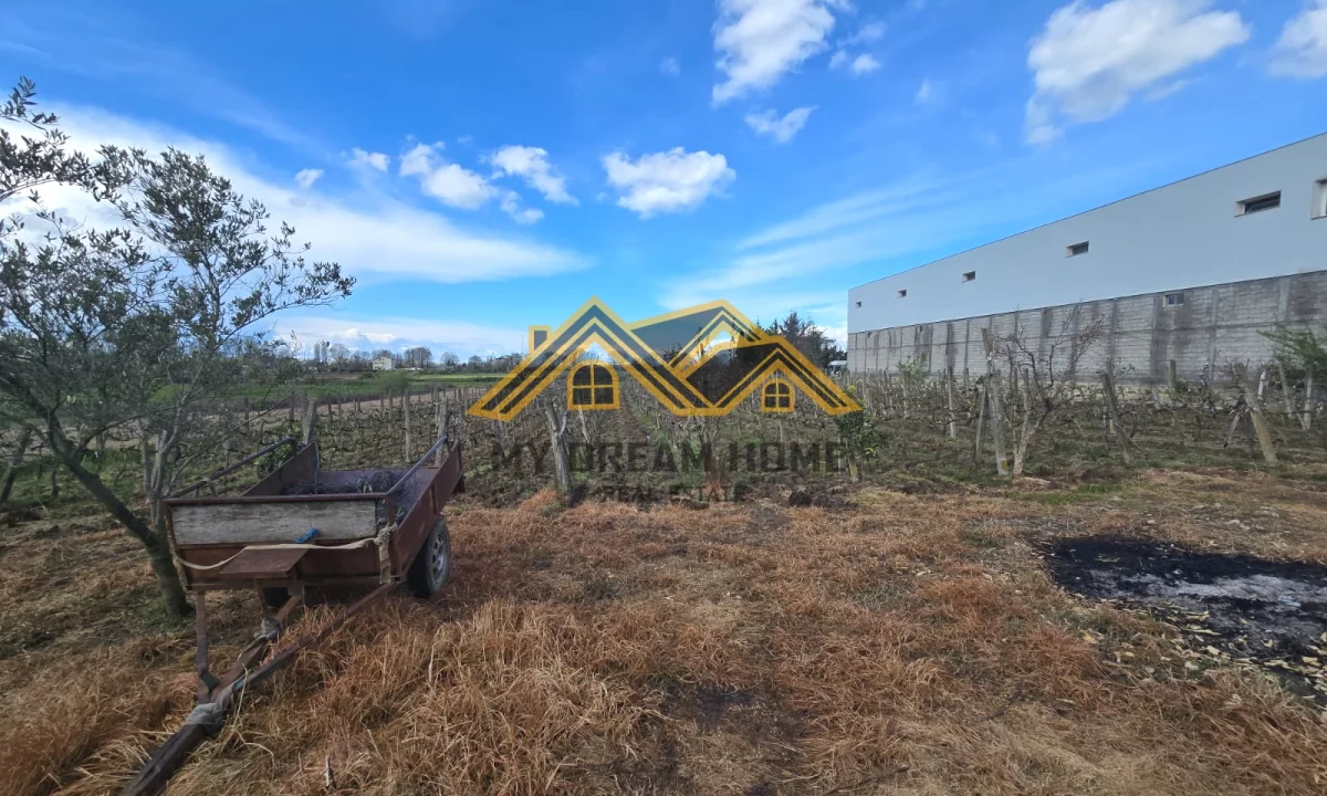 Shitet Toke Are ne Shkafan Gjirin e Lalzit