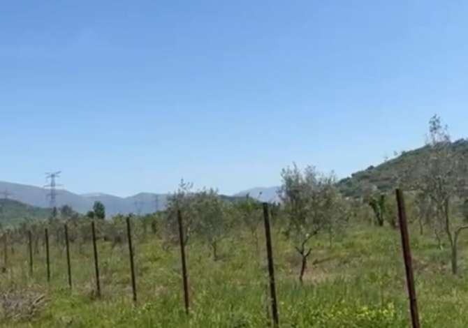 Shitet Toke, Siperfaqja: 6000 m2, Cmimi 40euro/m2, Adresa: Vishaj, Tirane