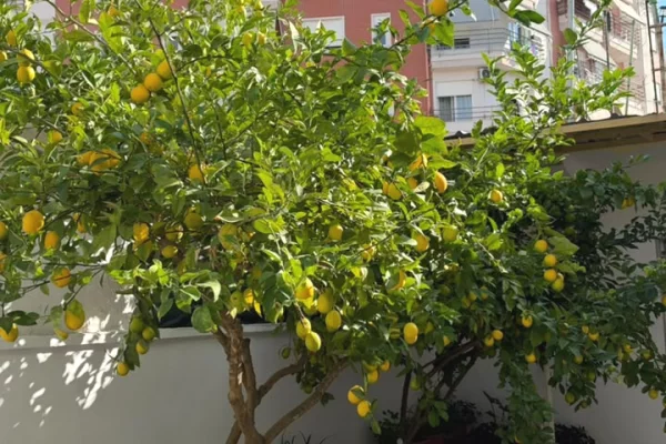 Apartment for rent in Tirana 2+1, Furnished