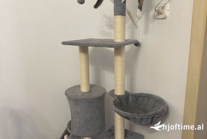 Different articles a Tirana - 6,500 Leke