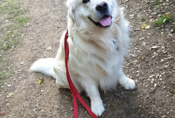 Sherbime Profesionale ne Tirane - 1,000 Leke