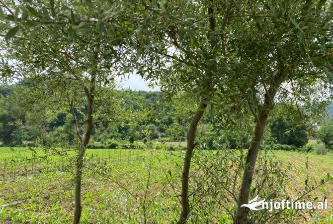 Shitet, Tokë, Mullet, Tiranë. Informacion mbi tokën: 