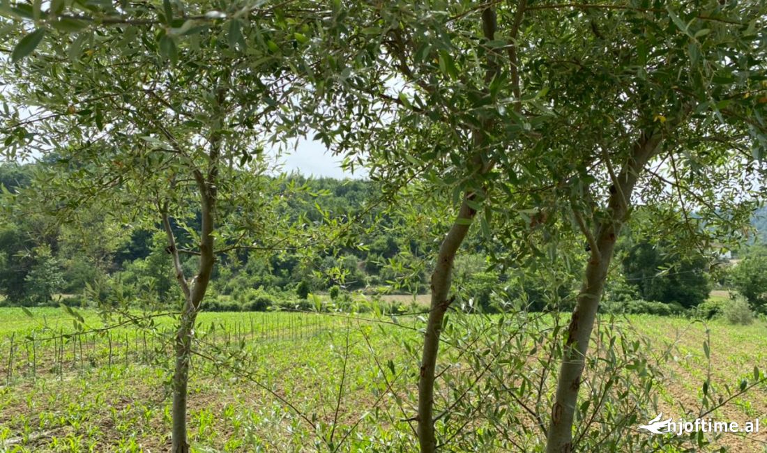 Shitet, Toke, Mullet, Tirane. Informacion mbi token: 