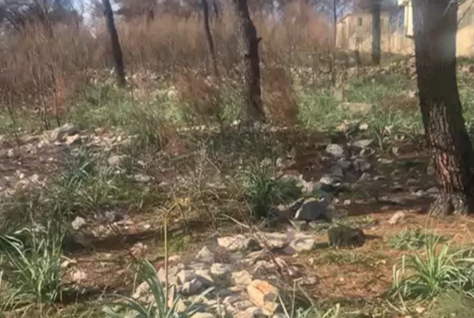 Truall ose Toke ne Lezhe - 250,000 Euro