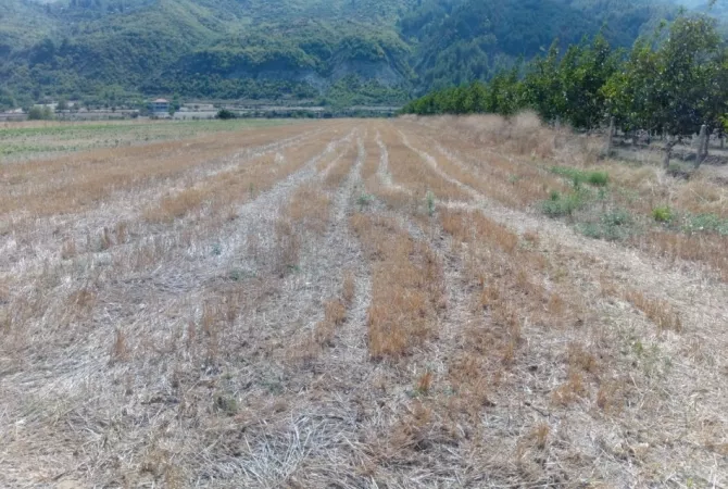 Shitet Toke ne Fshatin Qilarisht