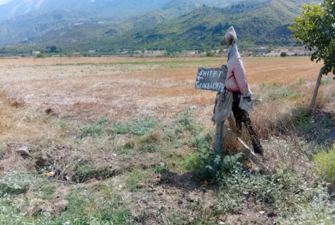 Shitet Toke ne Fshatin Qilarisht