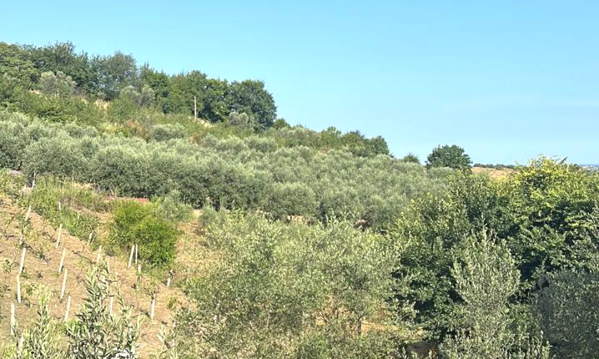 Shitet Toke 2500 m2 me Dokumentacion te Rregullt