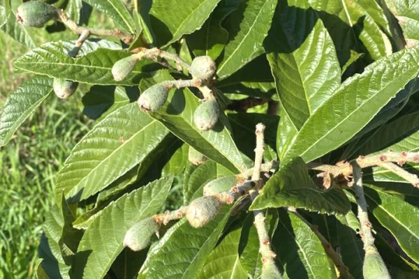 Truall ose Toke ne Durres - 7,500,000 Leke