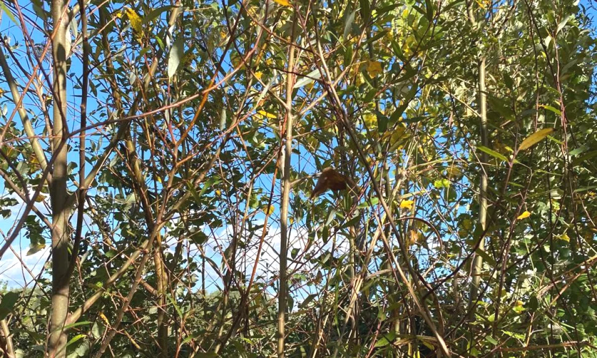 Fidanishte ne shitje 